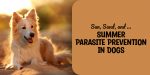 Sun, Sand, and … Summer Parasite Prevention in Dogs