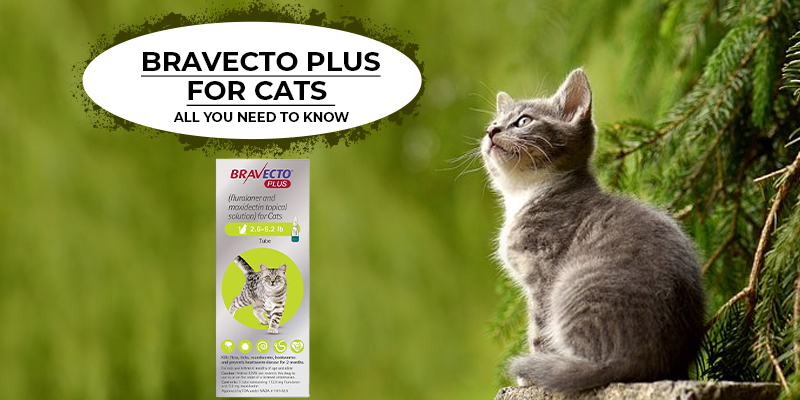 Bravecto Plus for Cats - All You Need to Know - CanadaVetCare Blog