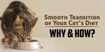 How to Smoothly Transition Your Cat’s Diet