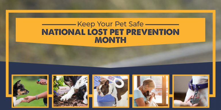 Lost Pet Prevention Tips