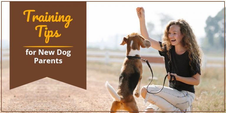 Dog Trainning Tips