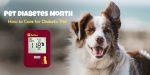 Pet Diabetes Month – How to Care for Diabetic Pet
