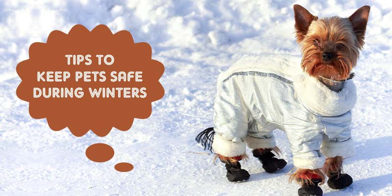 Pets safety Tips In Winters