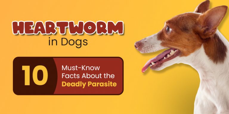 Heartworms in Dogs
