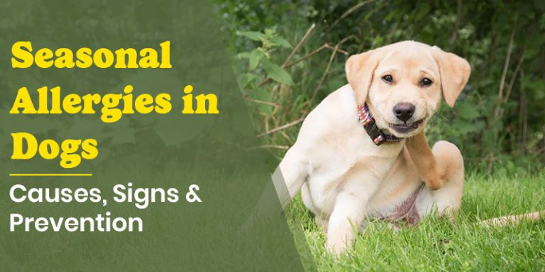 Seasonal Allergies in Dogs