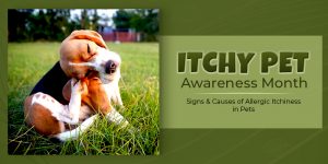 CanadaVetCare-auguest-Is-Itchy-Pet-Awareness