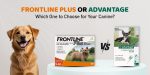 CanadaVetCare-Blog-Frontline-Plus-vs-Advantage