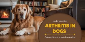 CanadaVetCare-Blog-All-About-Arthritis-in-Dogs