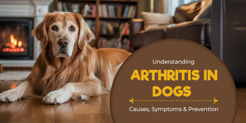 CanadaVetCare-Blog-All-About-Arthritis-in-Dogs