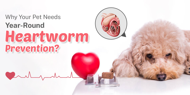 CanadaVetCare-Blog-Why-Your-Pet-Needs-Year-Round-Heartworm-Prevention