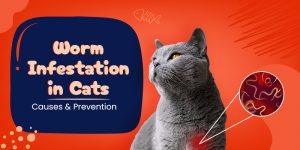 CanadaVetCare-Blog-Worm-Infestation-in-Cats