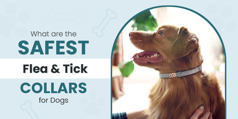What are the safest flea & Tick Collar