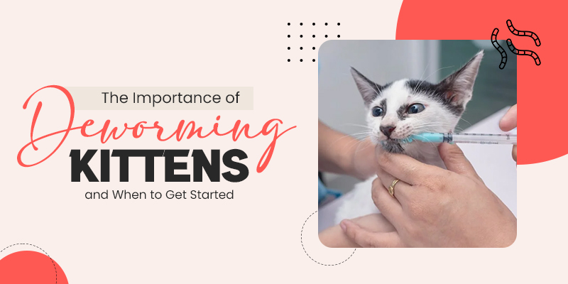 importance-of-deworming-kittens