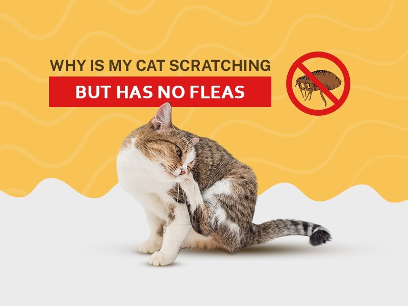 Cat Scratching but No Fleas? Here’s What Could Be Causing the Itch