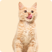Cat Supplies