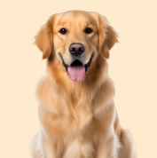 Dog Supplies