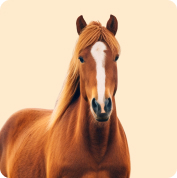 Horse Horse Supplies