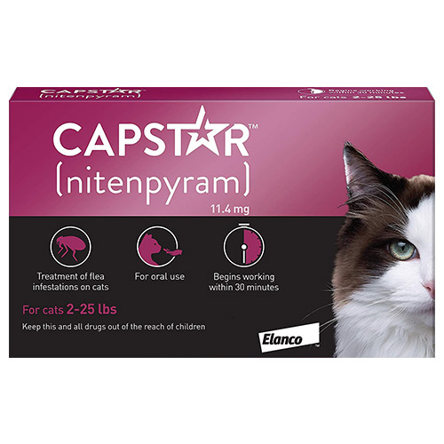 637253641249951384-capstar-cat-purple